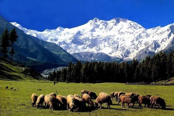 Nanga Parbat Base Camp Trek